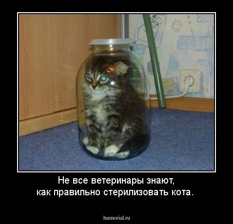 Не все ветеринары знают, как правильно стерилизовать кота.