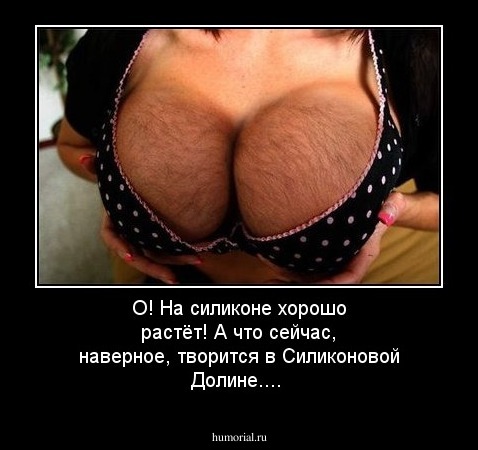 О! На силиконе хорошо растёт! А что сейчас  творится в Силиконовой Долине?!....