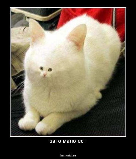 зато мало ест