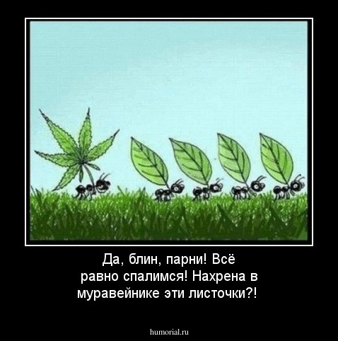 Да, блин, парни! Всё равно спалимся! Нахрена в муравейнике эти листочки?!