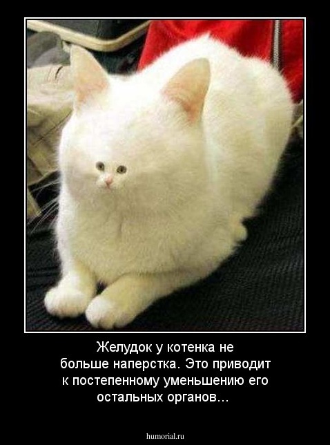 Желудок у котенка не больше наперстка. Это приводит к постепенному уменьшению его остальных органов...