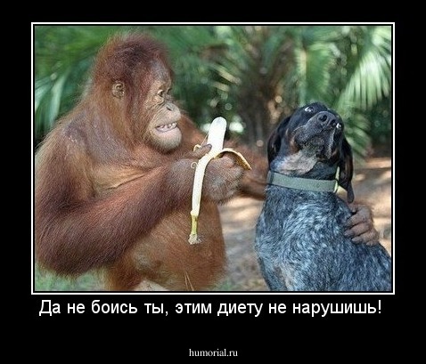 Да не боись ты, этим диету не нарушишь! 