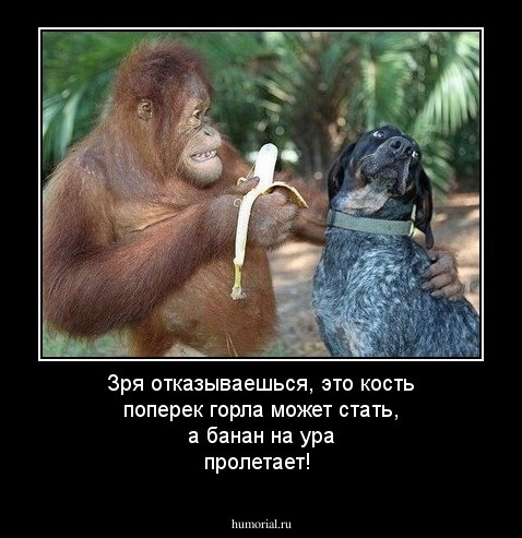 Зря отказываешься, это кость поперек горла может стать, а банан на ура пролетает!