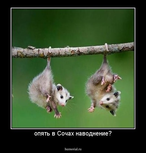 опять в Сочах наводнение?