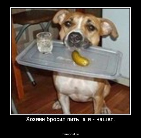 Хозяин бросил пить, а я - нашел.