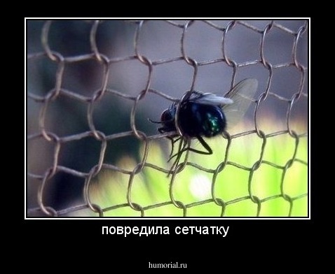 повредила сетчатку 