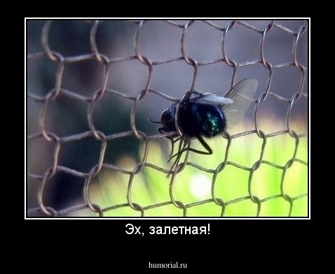 Эх, залетная!