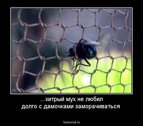 ...хитрый мух не любил долго с дамочками заморачиваться