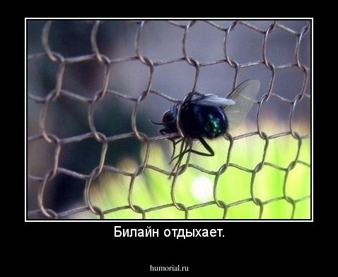 Билайн отдыхает.