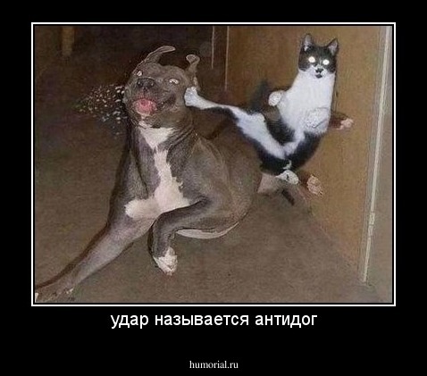 удар называется антидог