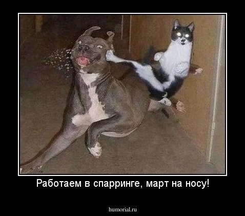 Работаем в спарринге, март на носу!
