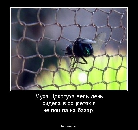 Муха Цокотуха весь день сидела в соцсетях и не пошла на базар 