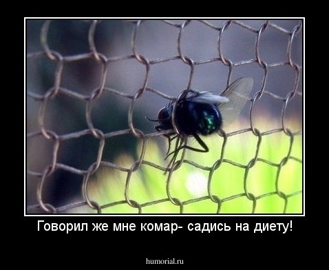 Говорил же мне комар- садись на диету!