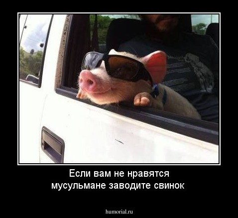 Если вам не нравятся мусульмане заводите свинок