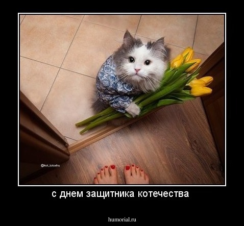 с днем защитника котечества 