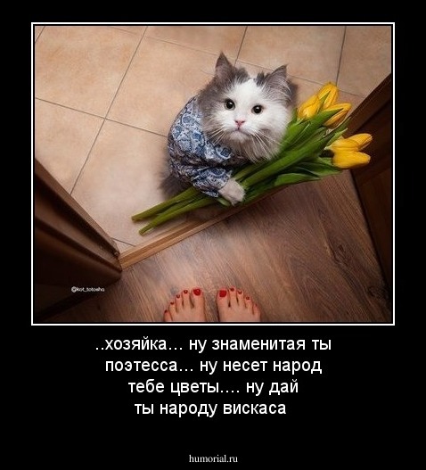 ..хозяйка... ну  знаменитая ты поэтесса... ну несет народ    тебе цветы....  ну дай  ты народу вискаса