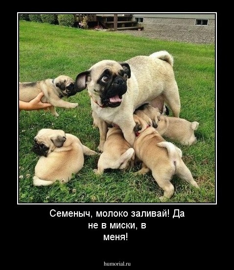 Семеныч, молоко заливай! Да не в миски, в меня!