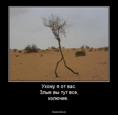 Ухожу я от вас. Злые вы тут все, колючие.