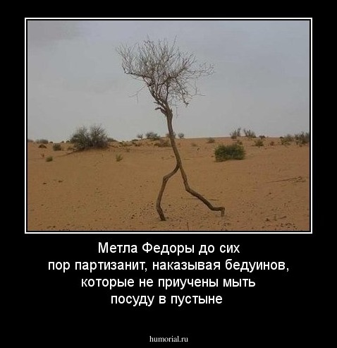 Метла Федоры до сих пор партизанит, наказывая бедуинов, которые не приучены мыть посуду в пустыне