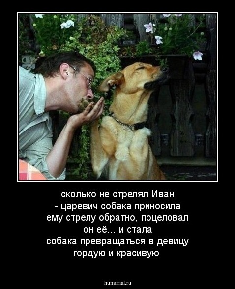  сколько не стрелял Иван - царевич  собака приносила ему стрелу обратно, поцеловал он её... и стала собака превращаться в девицу гордую и красивую