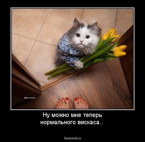 Ну можно мне теперь нормального вискаса..