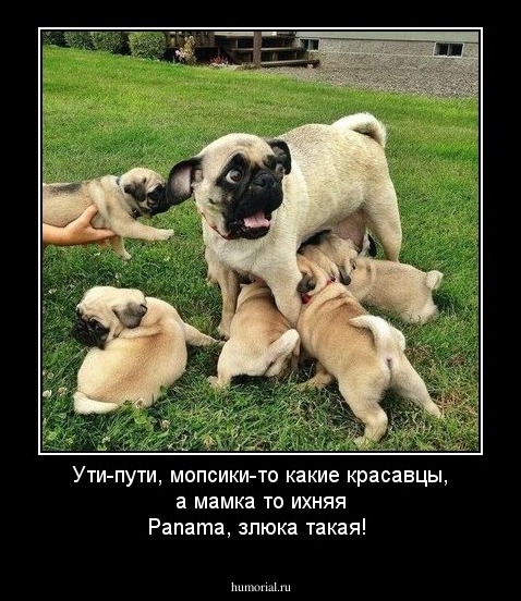 Ути-пути, мопсики-то  какие красавцы, а мамка то ихняя  Panama, злюка такая!