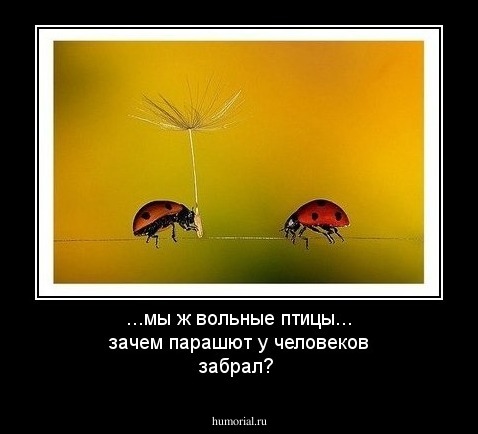...мы ж вольные птицы... зачем парашют у человеков забрал?