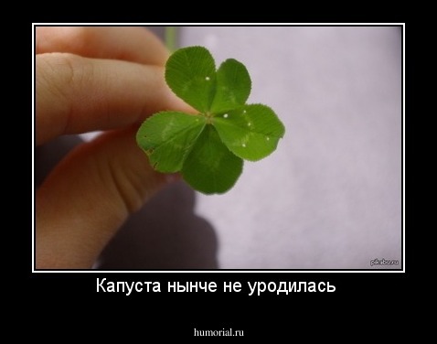 Капуста нынче не уродилась 