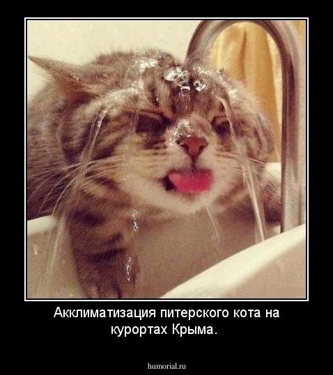Акклиматизация питерского кота на курортах Крыма. 