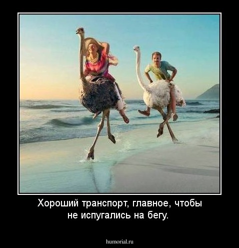 Хороший транспорт, главное, чтобы не испугались на бегу. 