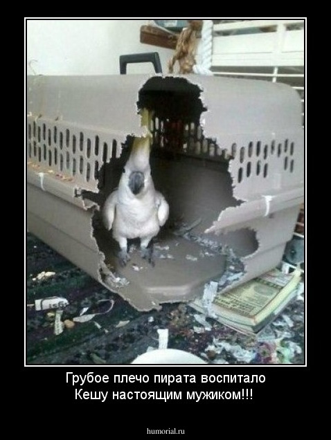 Грубое плечо пирата воспитало Кешу настоящим мужиком!!!