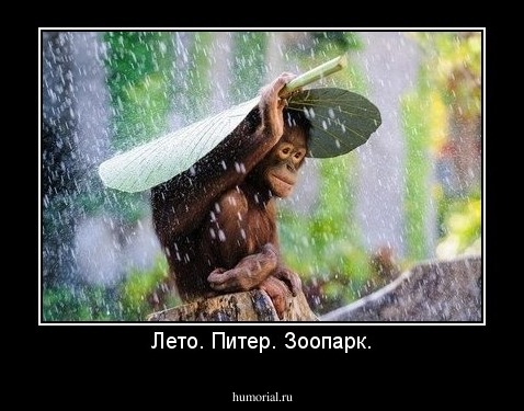 Лето. Питер. Зоопарк.