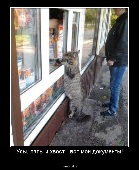 Усы, лапы и хвост - вот мои документы!