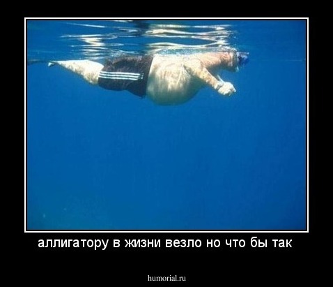 аллигатору в жизни везло но что бы так 