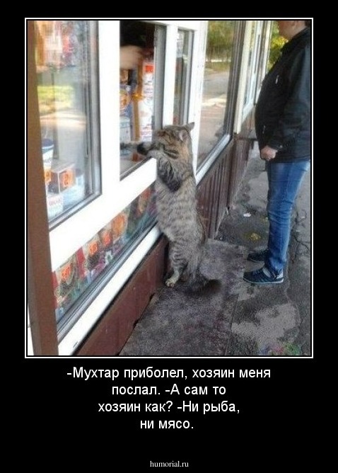 -Мухтар приболел, хозяин меня послал.
-А сам то хозяин как? 
-Ни рыба, ни мясо. 