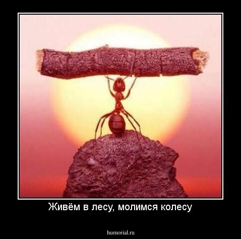 Живём в лесу, молимся колесу