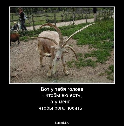 Вот у тебя голова - чтобы ею есть, а у меня - чтобы рога носить.