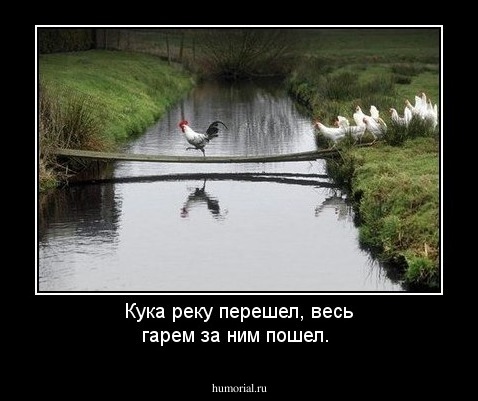 Кука реку перешел, весь гарем за ним пошел.