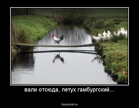 вали отсюда, петух гамбургский...