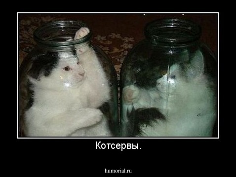 Котсервы.