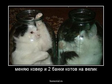 меняю ковер и 2 банки котов на велик
