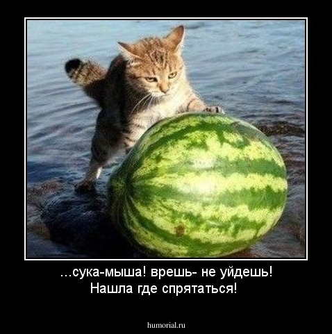 ...сука-мыша! врешь- не уйдешь! Нашла где  спрятаться!