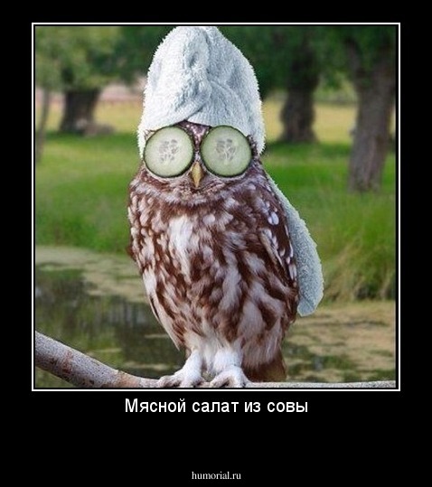 Мясной салат из совы
