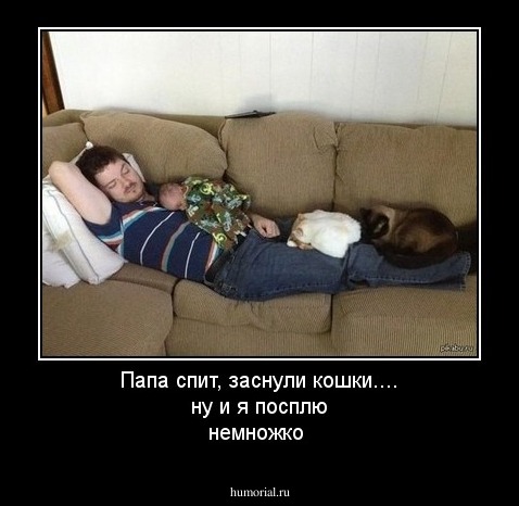 Папа спит, заснули кошки.... ну и я посплю немножко