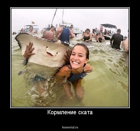 Кормление ската