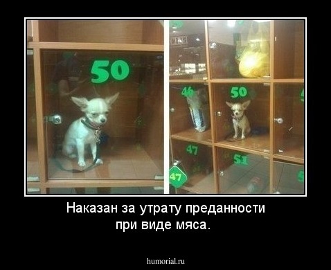 Наказан за утрату преданности при виде мяса.