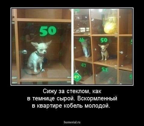 Сижу за стеклом, как в темнице сырой. 
Вскормленный в квартире кобель молодой.
