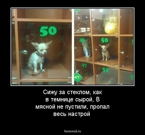 Сижу за стеклом, как в темнице сырой,                           В мясной не пустили, пропал весь настрой