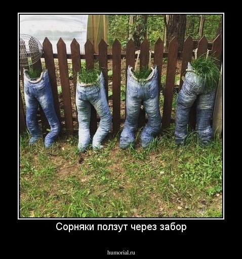 Сорняки ползут через забор