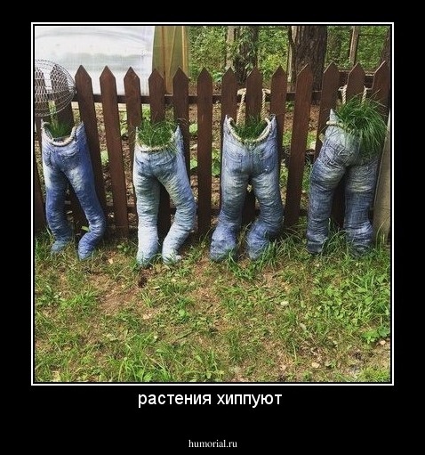 растения хиппуют 